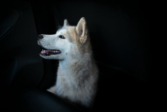 Best Dog Car Seat Cover